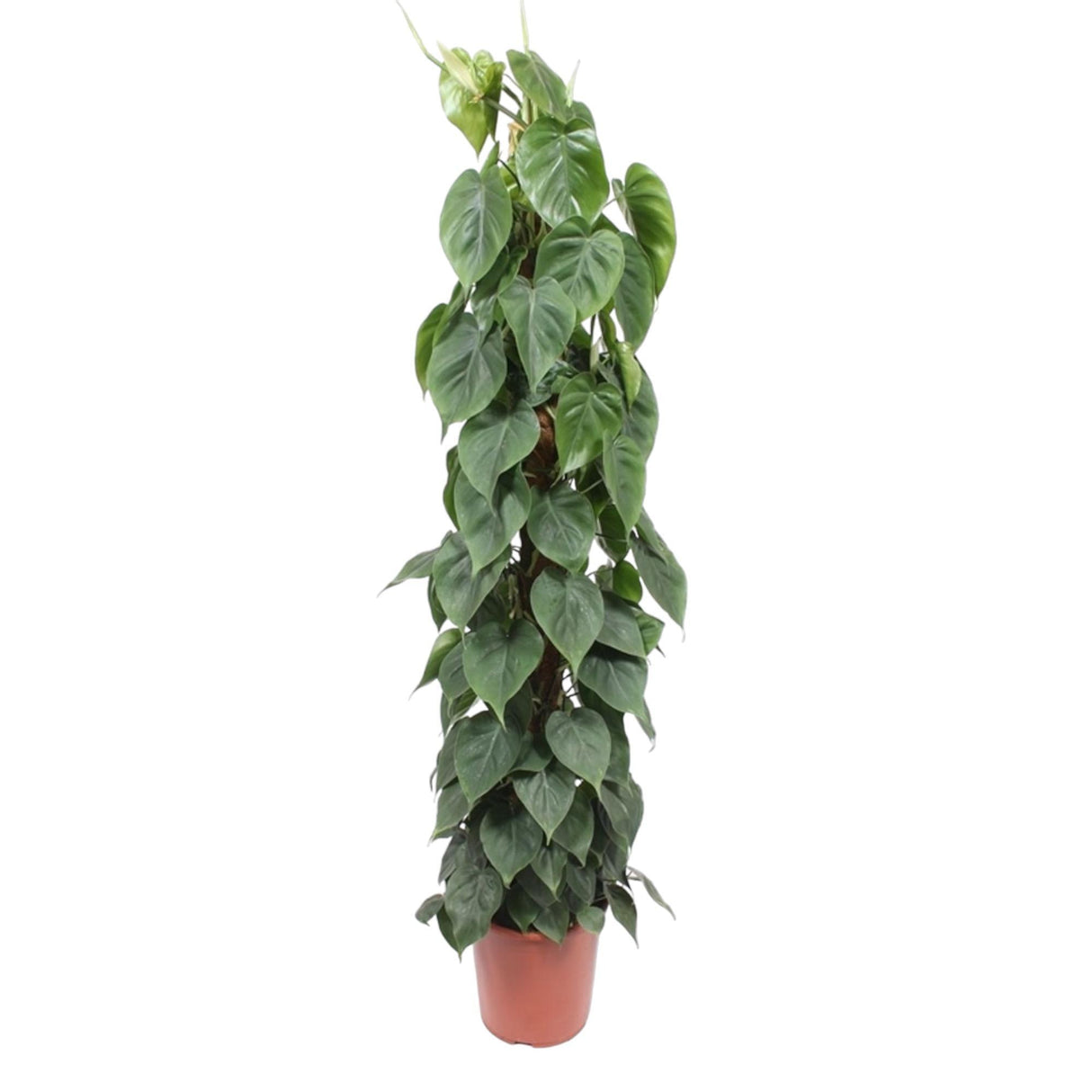 Philodendron Scandens Moss stick
