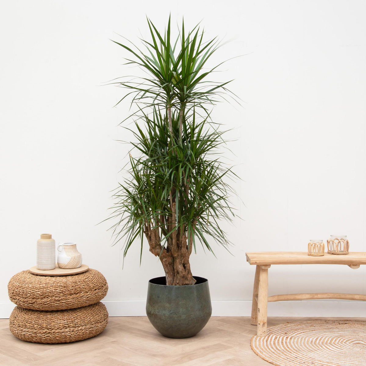 dracaena anita for sale Buy Dracaena Anita Variegata Online in Europe