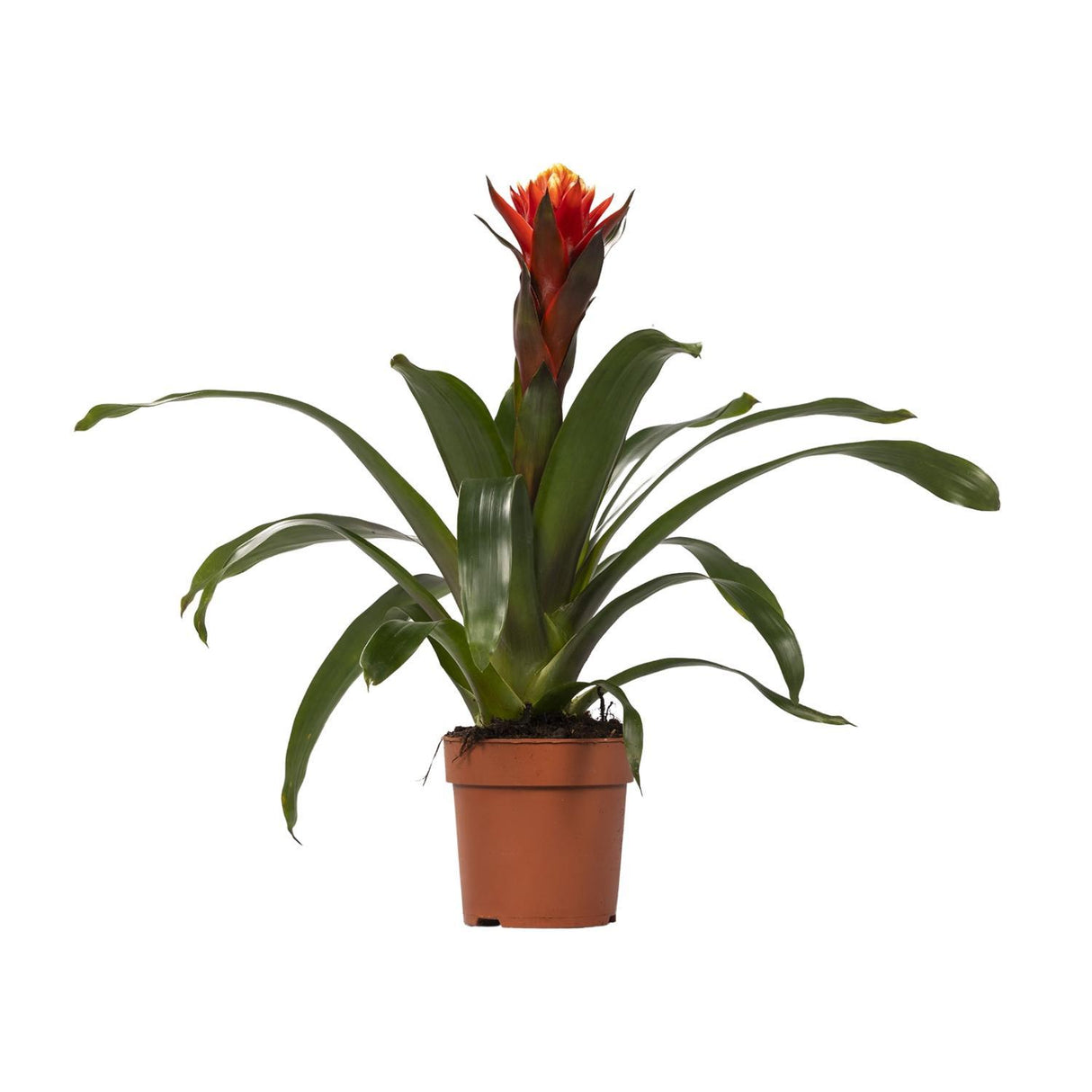 Guzmania Lykke