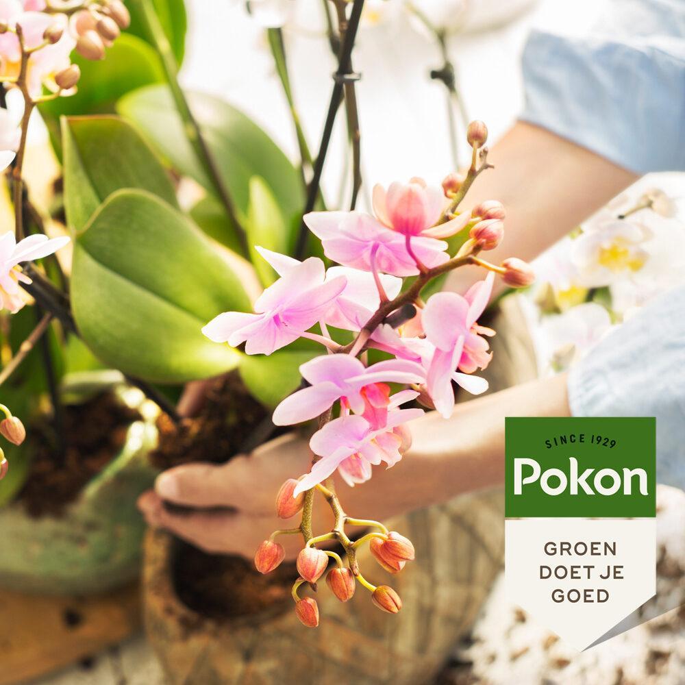 Pokon Bio Orchid Nutrition