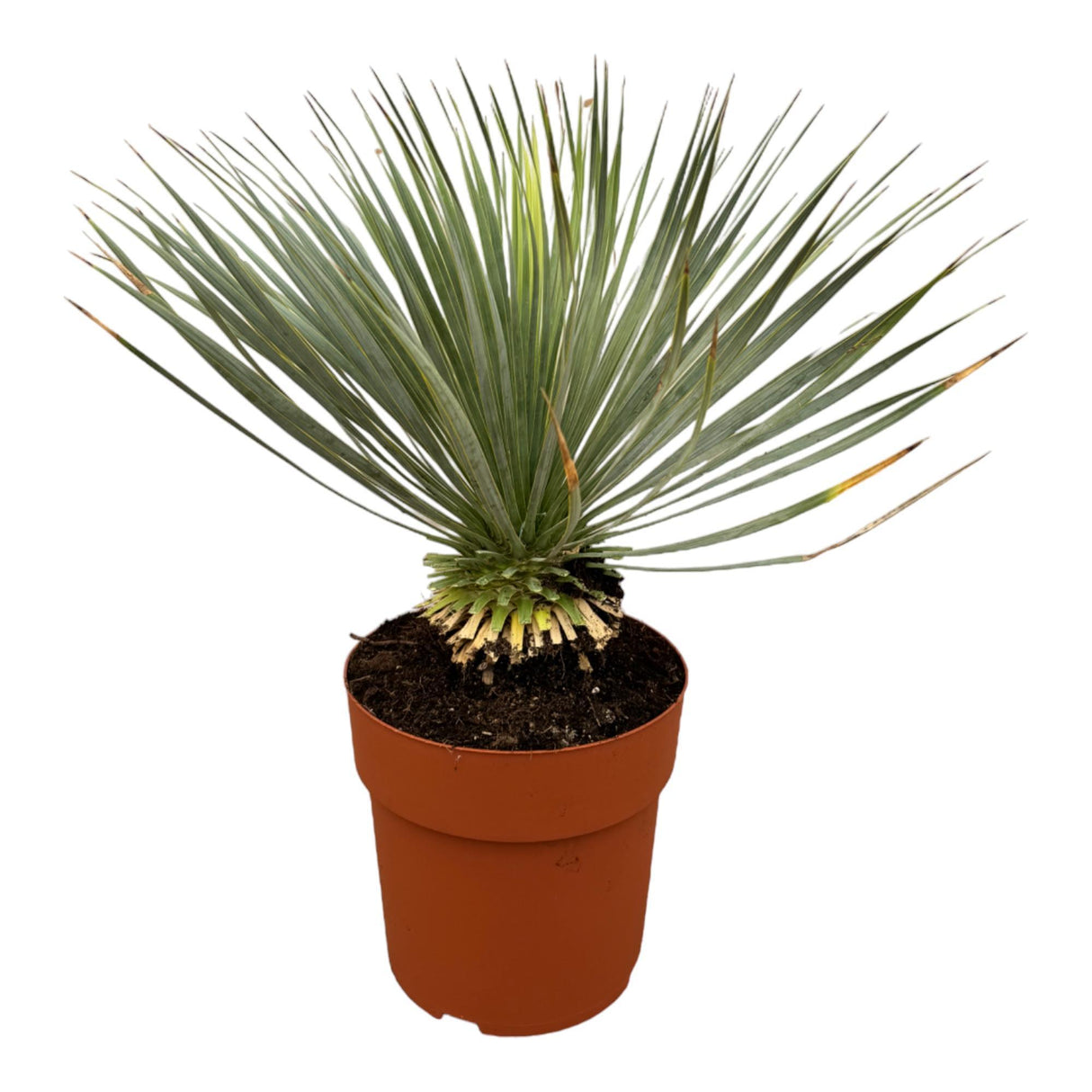 Yucca Rostrata