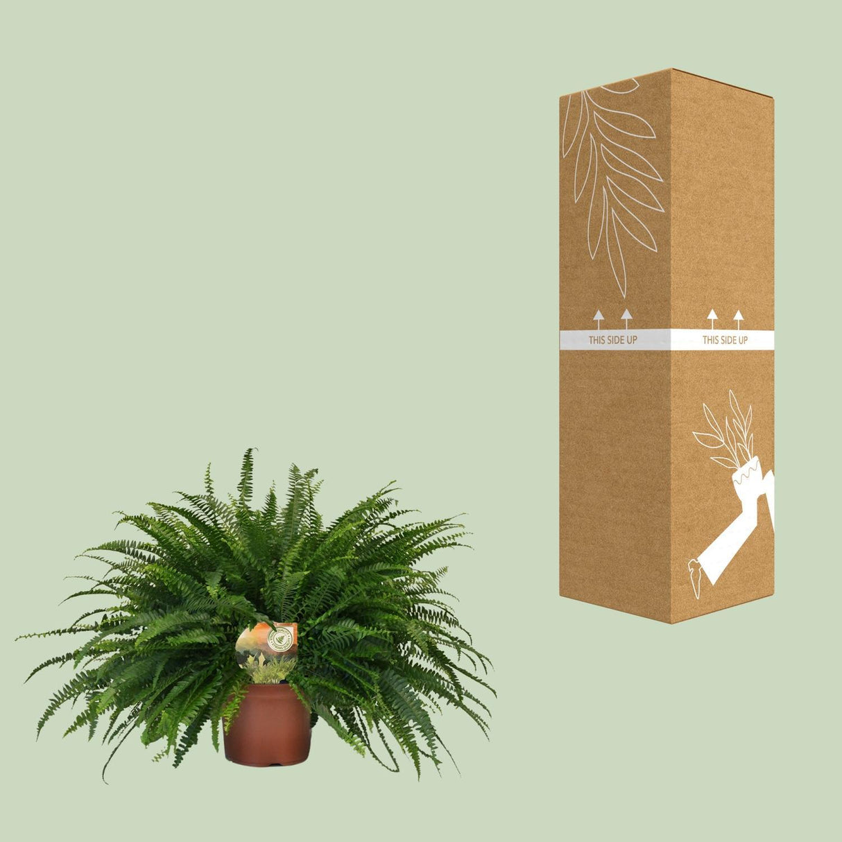 Nephrolepis Green Lady