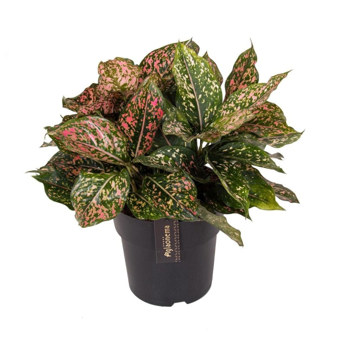 Aglaonema Pink Leopard - Ø19cm - ↕40cm