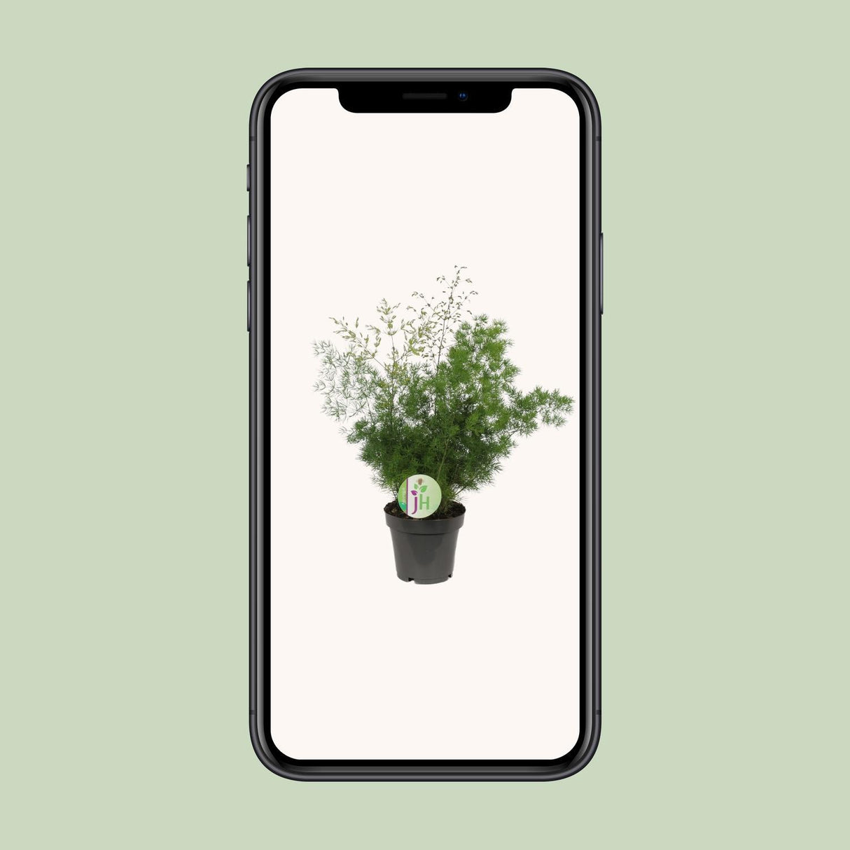 Asparges Myriocladus - Ø12cm - ↕35cm