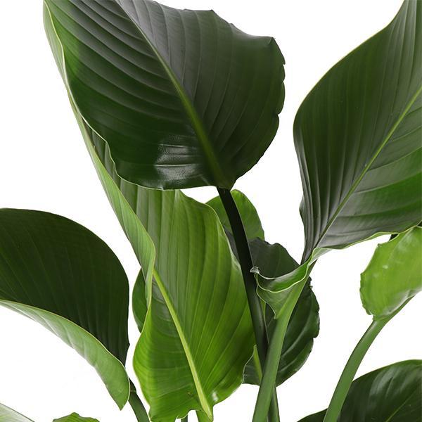 Strelitzia Nicolai Ø24cm ↕120cm i Boule ANTRACIET gryde