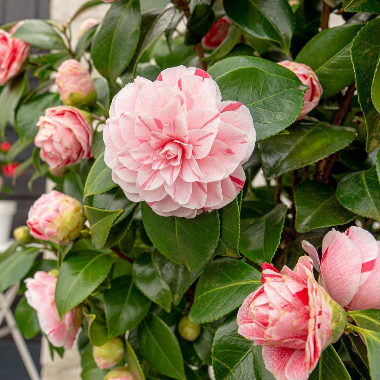 Camellia japonica Bonomiana - Ø29cm - ↕90cm - Ø19 - ↨65cm