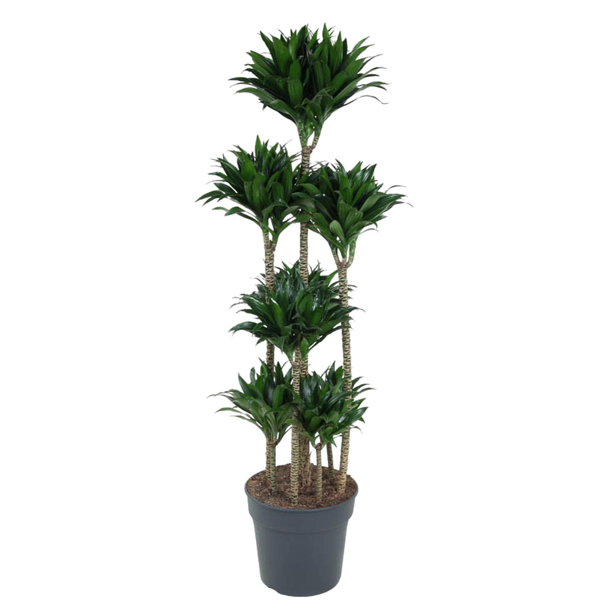 Dracaena Compacta Karrusel