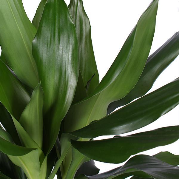 Dracaena Janet Lind Ø21cm - ↕90cm i Albury BLACK print mand