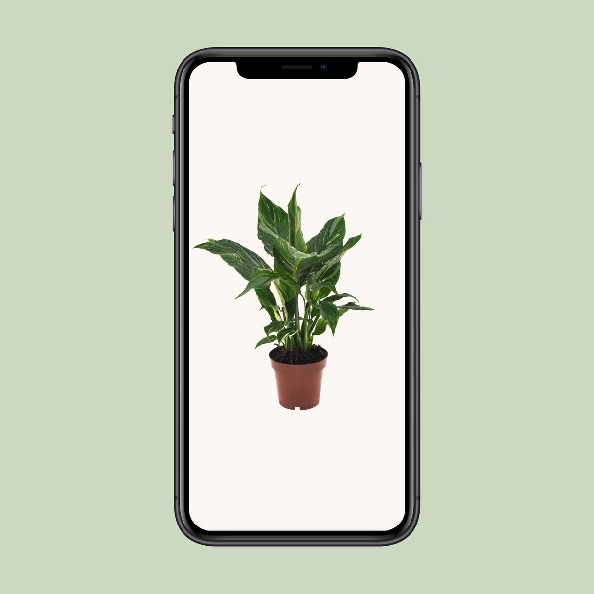 Spathiphyllum Diamond