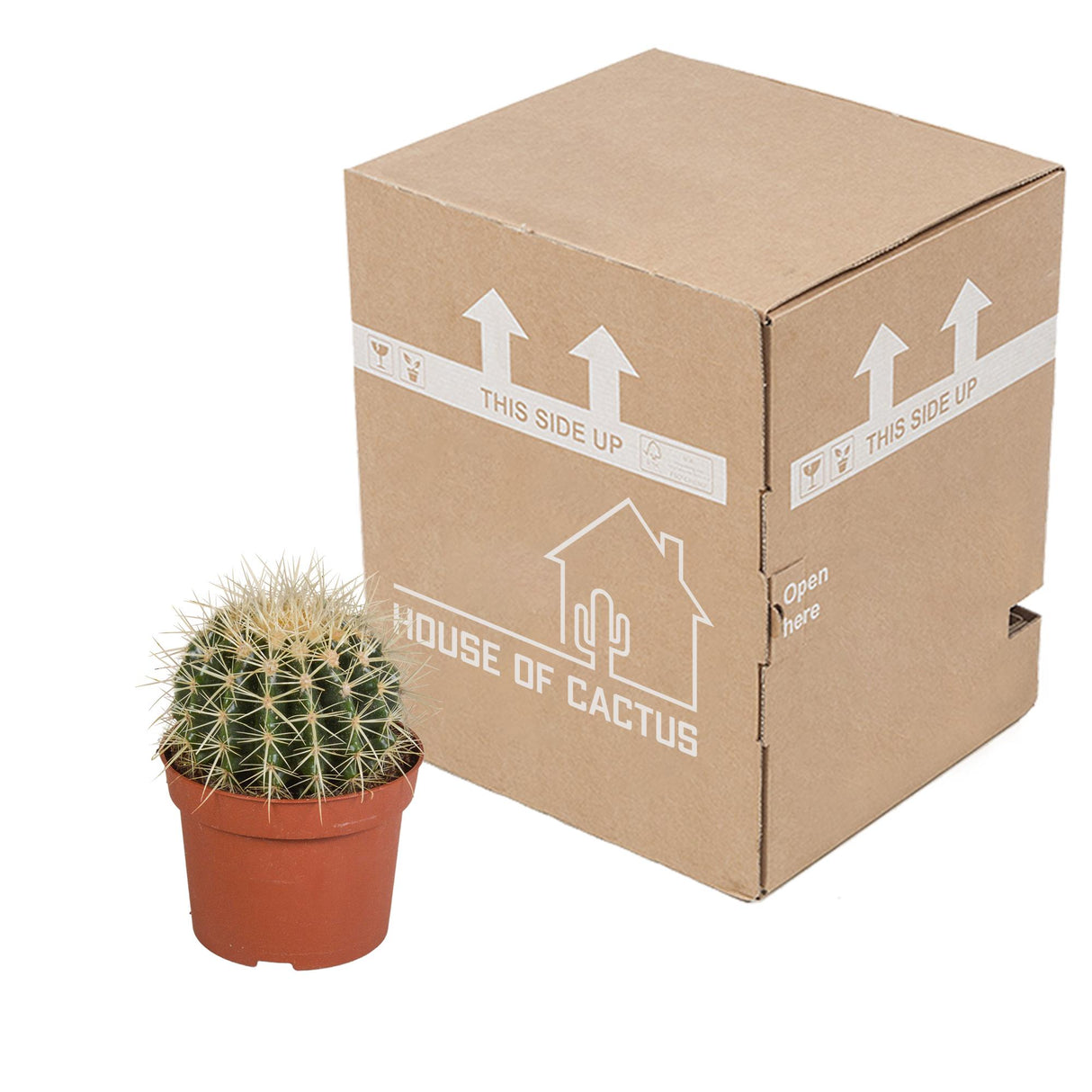 Echinocactus grusonii