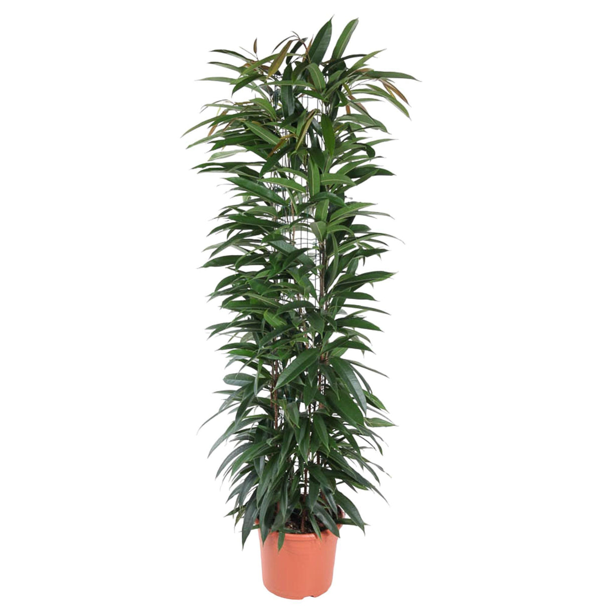 Ficus Alii King column