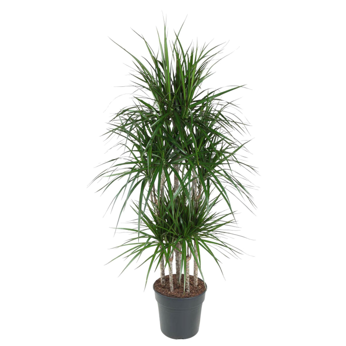 Dracaena Marginata Karrusel
