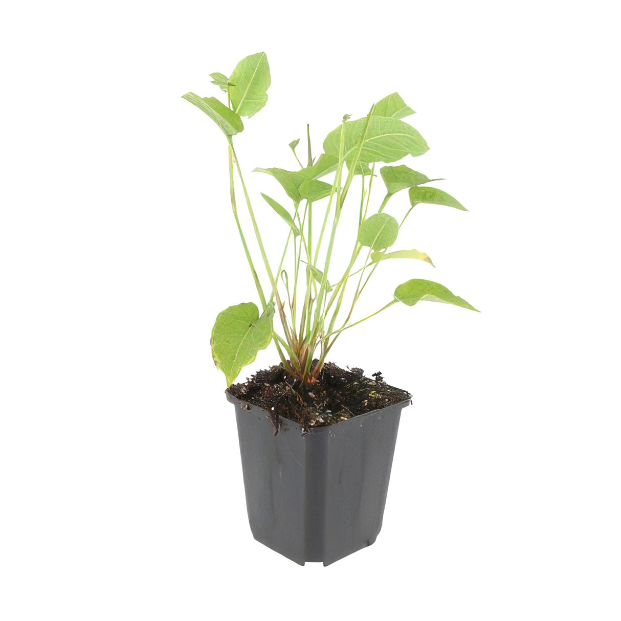 Persicaria Amplexicaulis