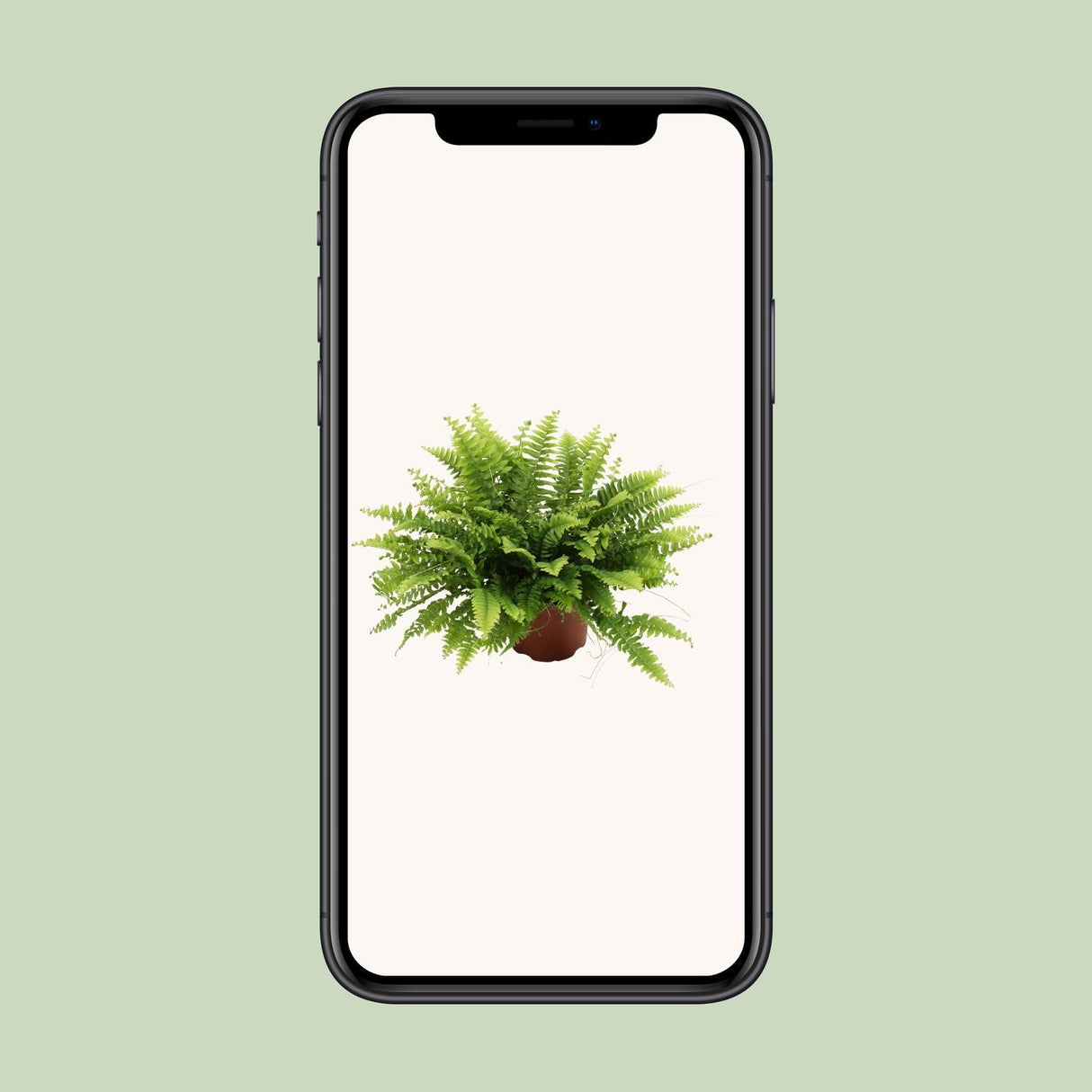 Nephrolepis Boston Green