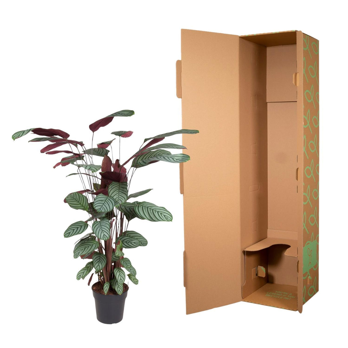 Calathea Oppenheimiana