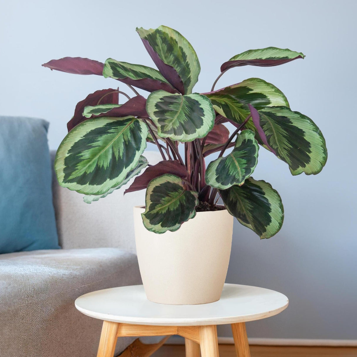 Calathea Medaillon mødte Viber vid