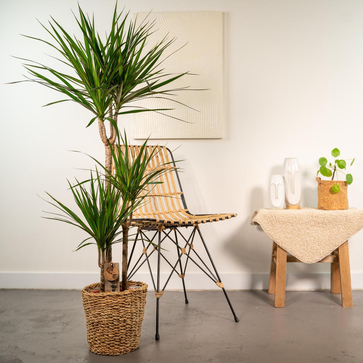 Dracaena with basket