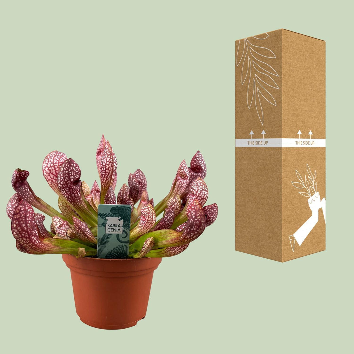 Sarracenia Scarlet Belle