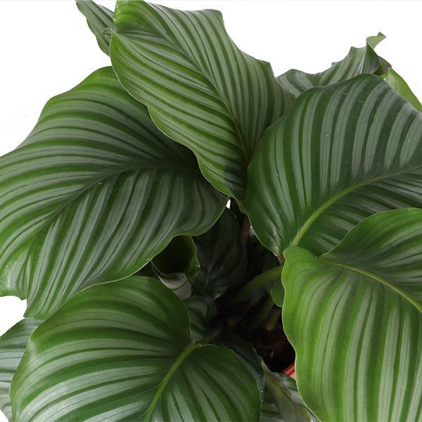 Calathea Orbifolia