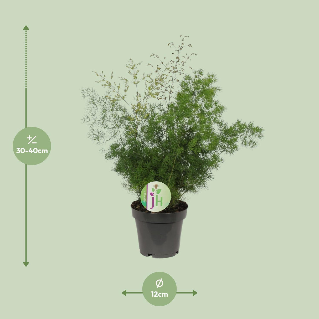 Asparges Myriocladus - Ø12cm - ↕35cm