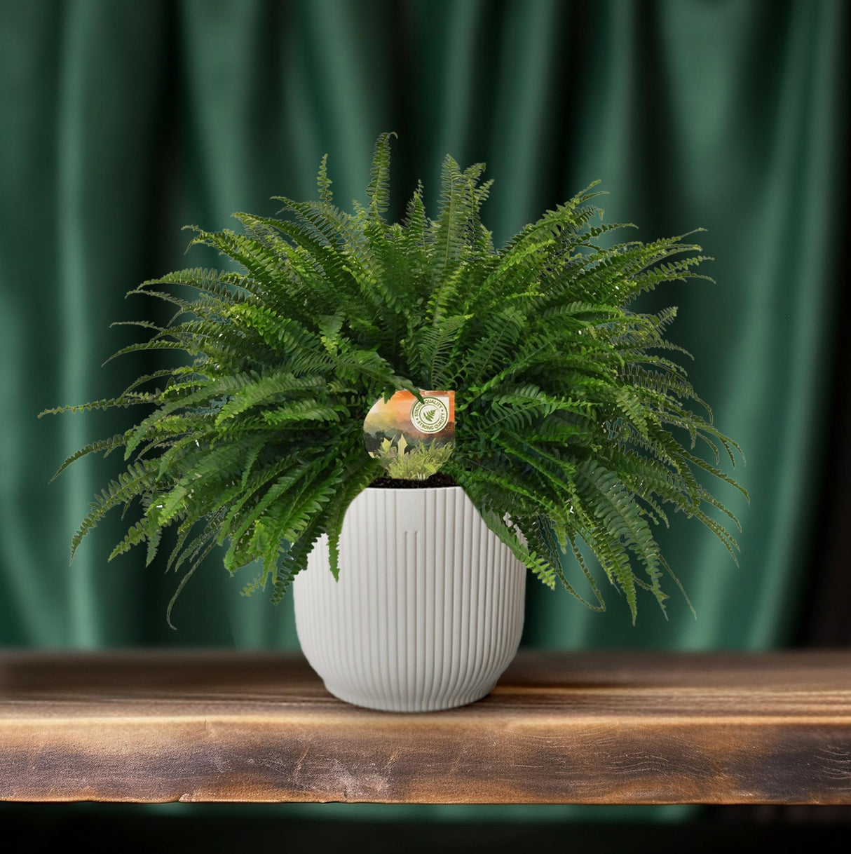 Nephrolepis Green Lady