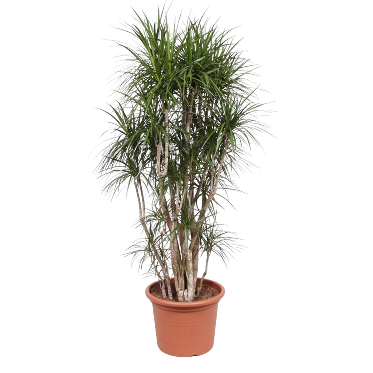 Dracaena Marginata forgrenet
