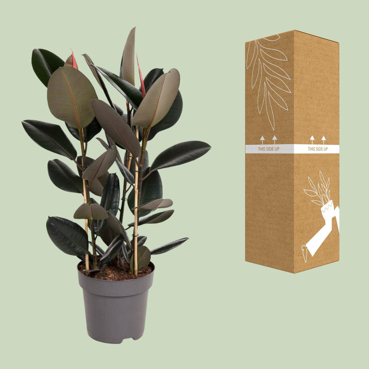 Ficus Elastica Abidjan