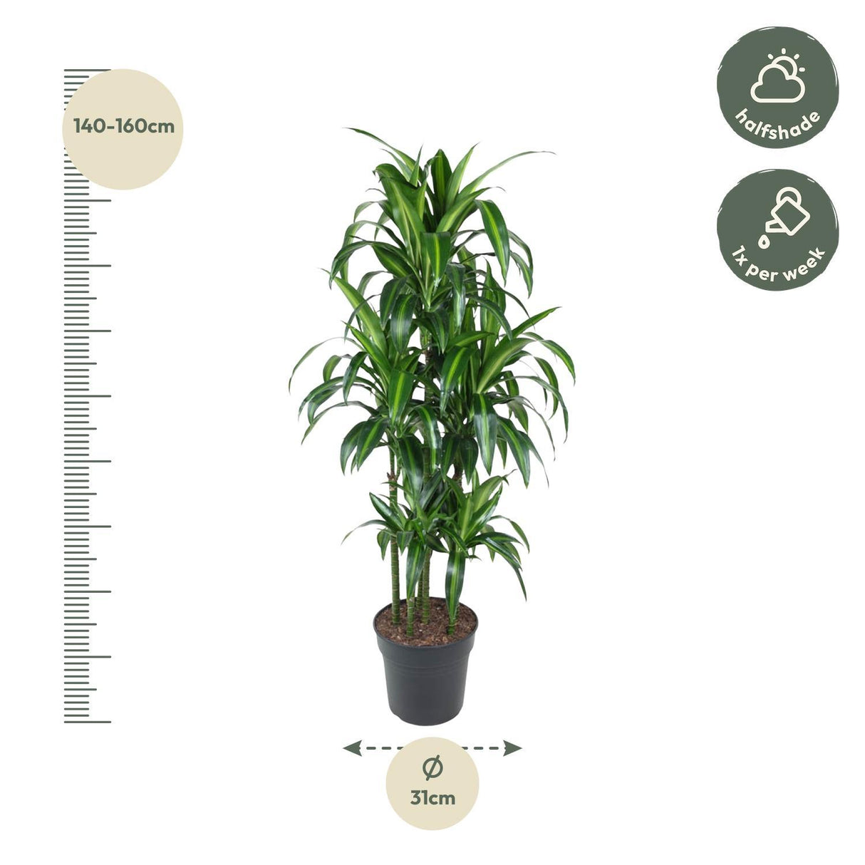 Dracaena Hawaiiana Carrousel