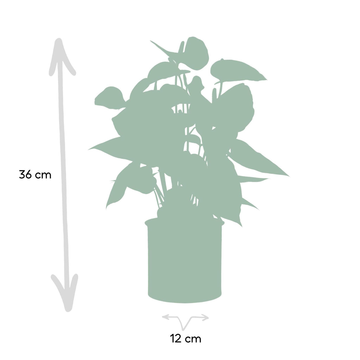 Anthurium andreanum Prince of Orange inkl. REN zink - 45cm - Ø12