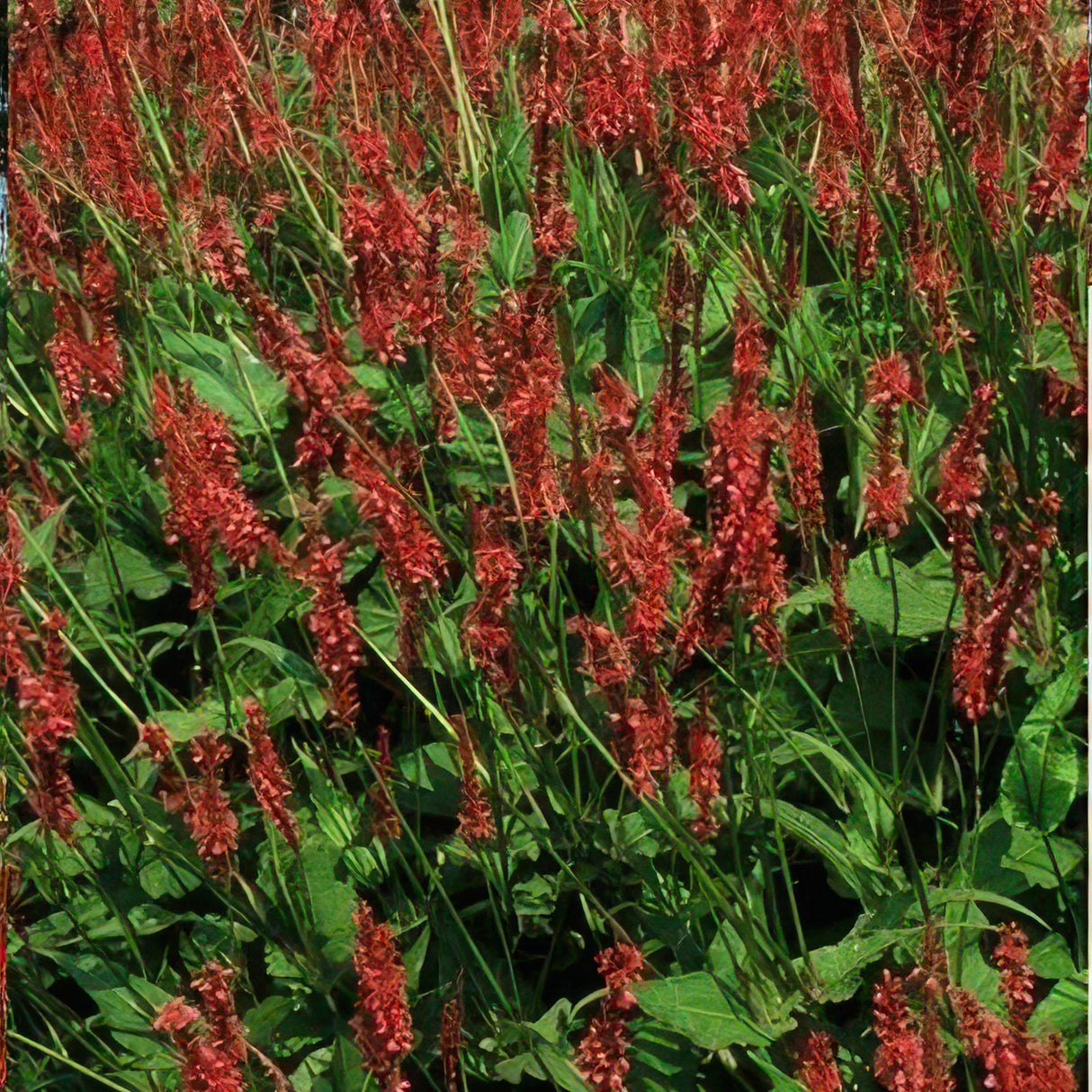 Persicaria Amplexicaulis