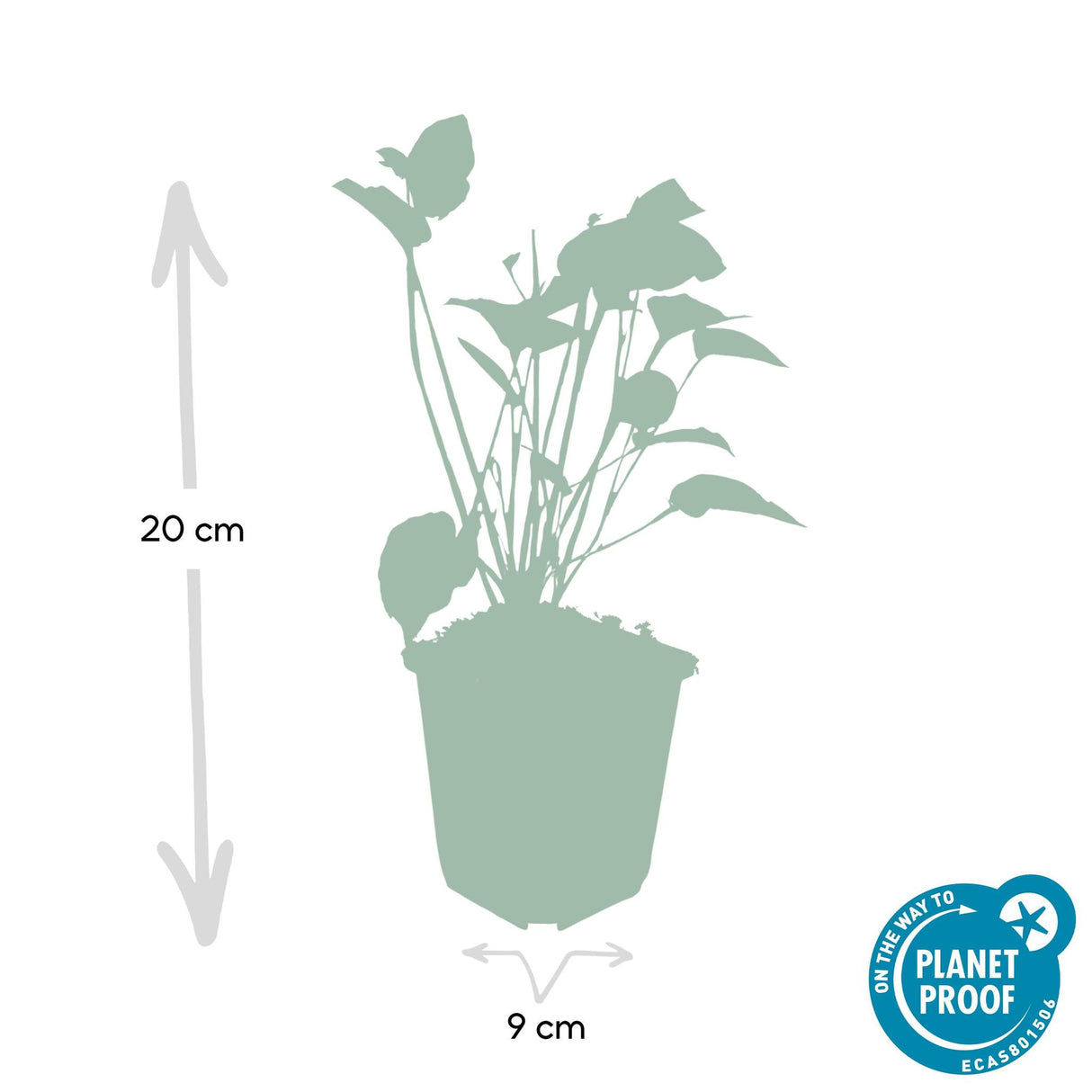 Persicaria Amplexicaulis