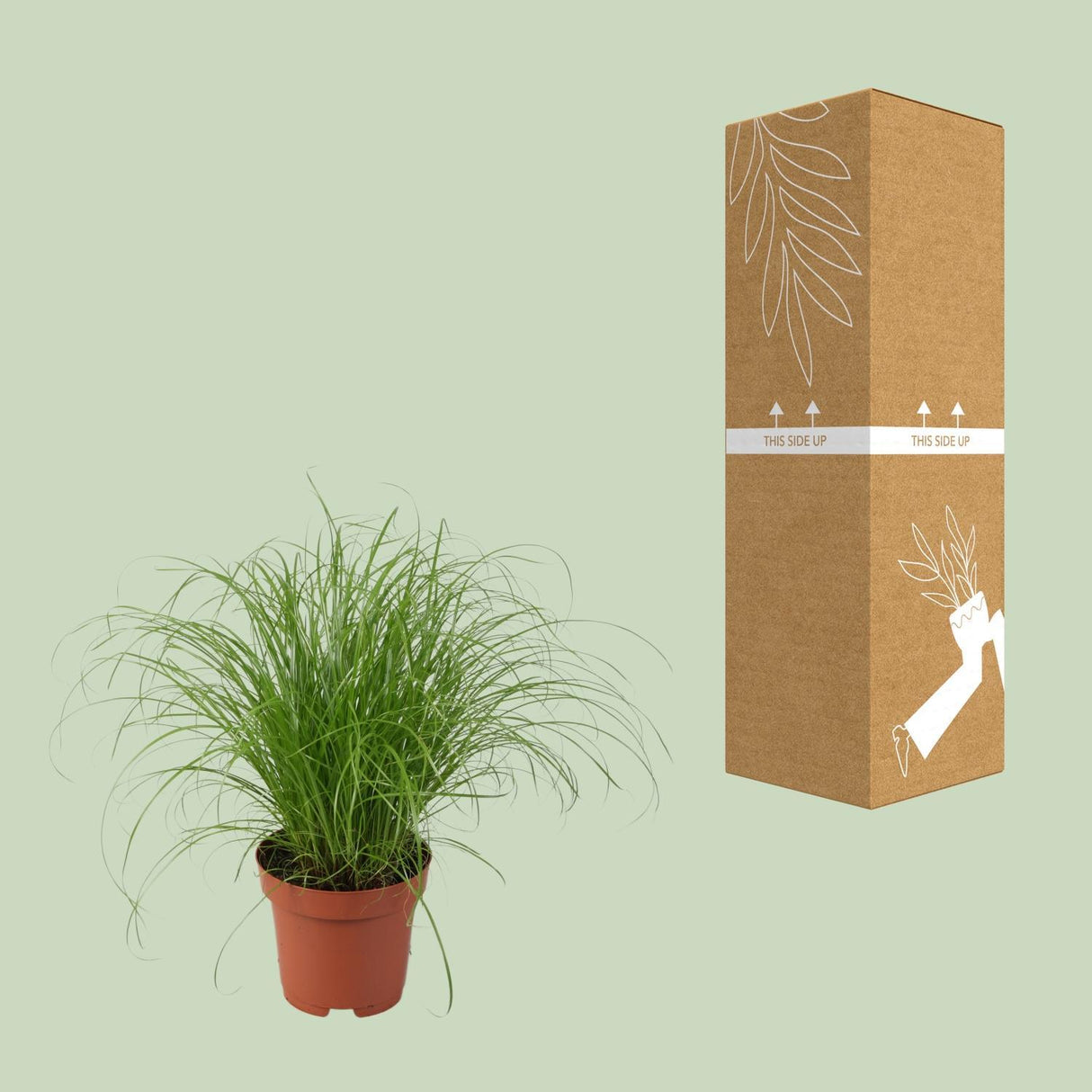 Cyperus Alternifolius Zumula