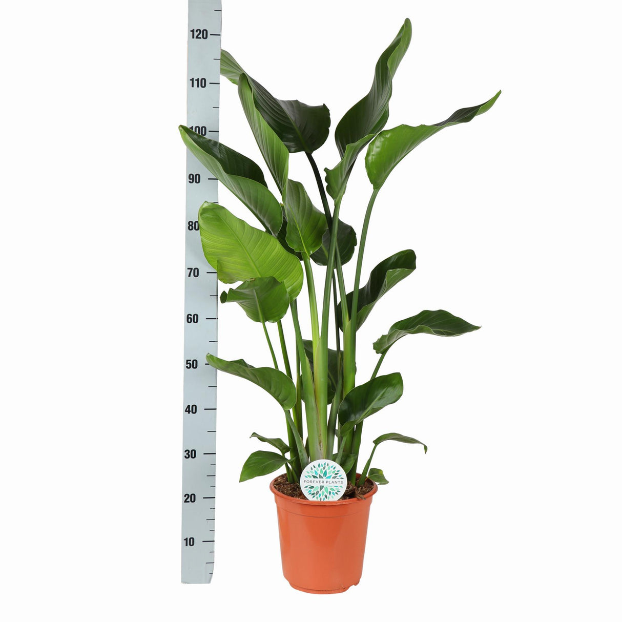 Strelitzia Nicolai Ø24cm ↕120cm i Boule ANTRACIET gryde