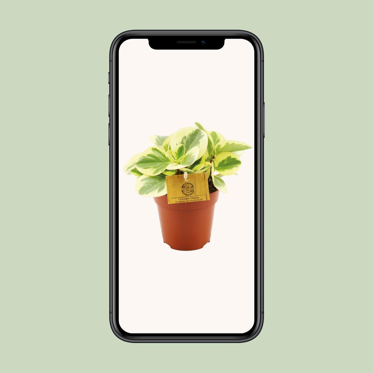 Peperomia Obtipan Bicolor