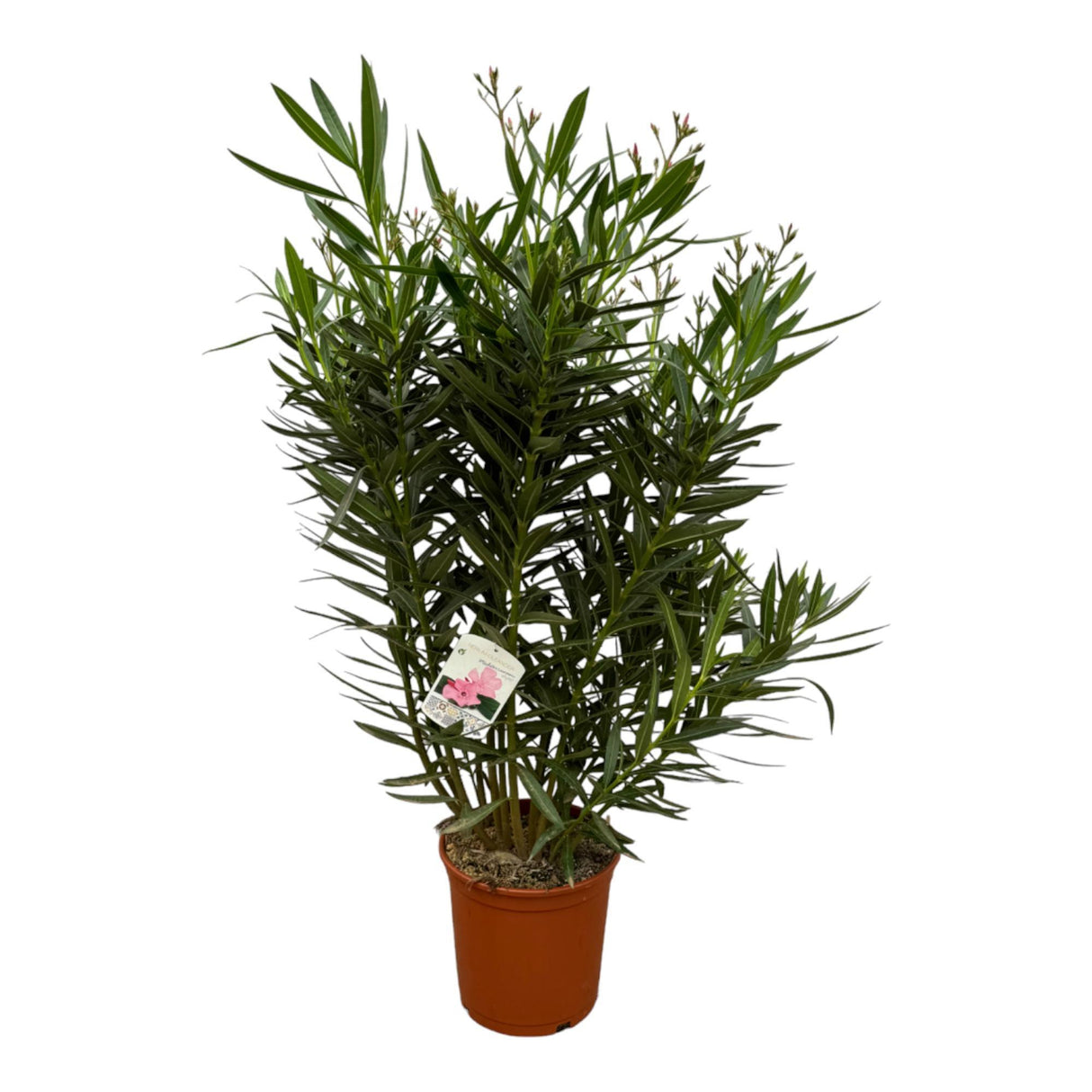 Nerium Oleander shrub with white flower