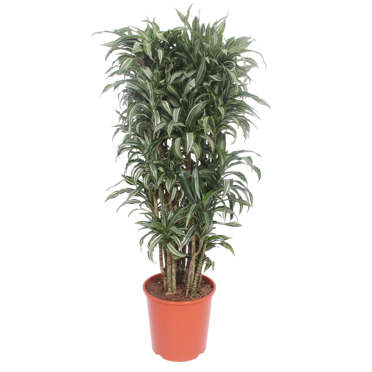 Dracaena Warneckei compacta