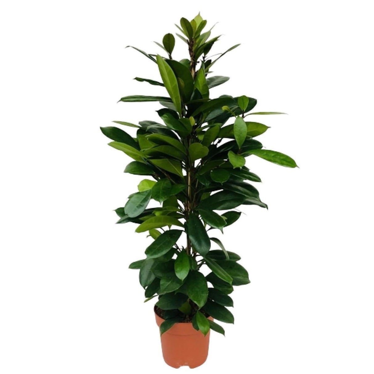 Ficus Cyathistipula