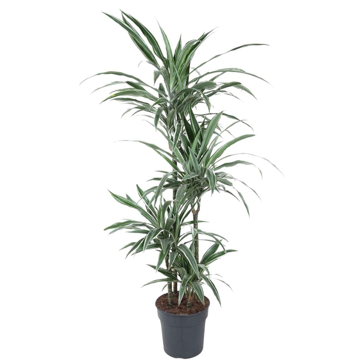 Dracaena Warneckei