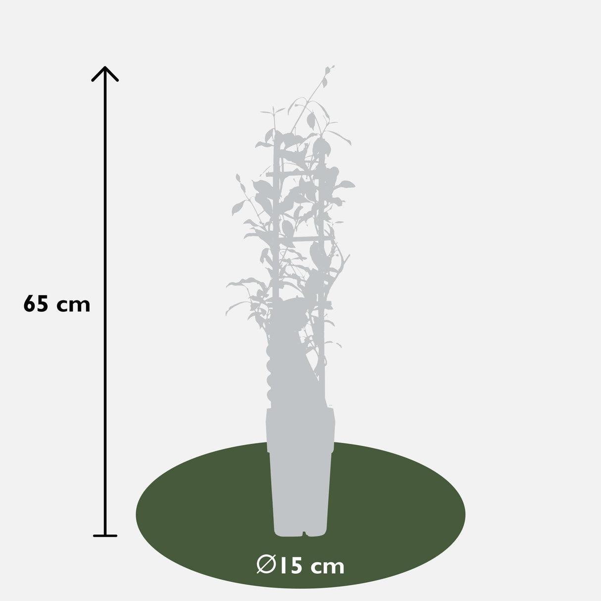 2x - Trachelospermum 'Star of Ibiza' - ↨65cm - Ø15