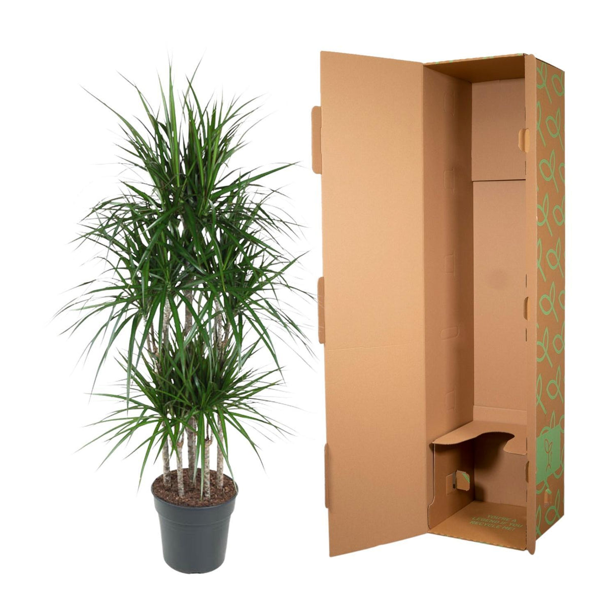 Dracaena Marginata Karrusel