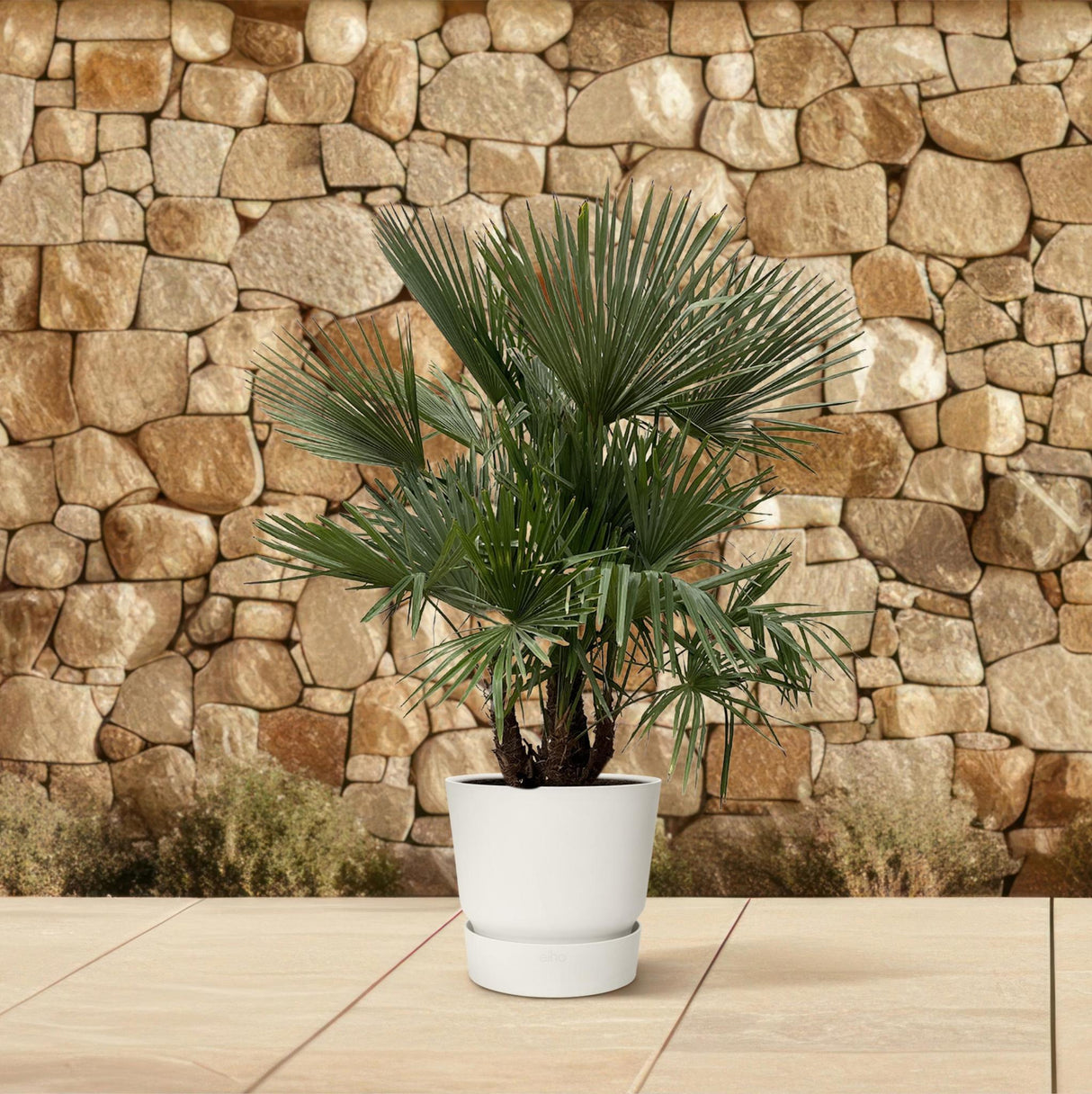 Trachycarpus Multi Stam