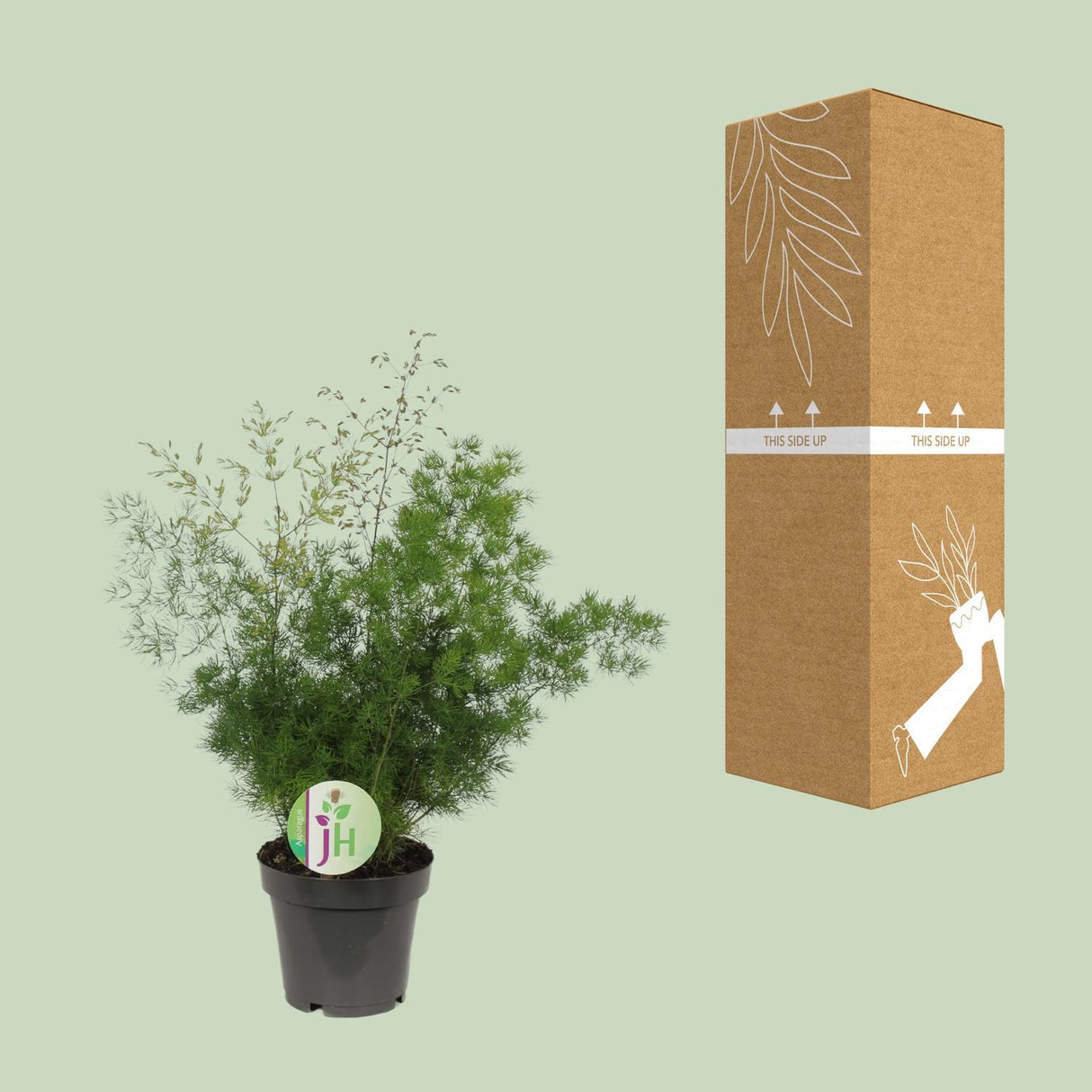 Asparges Myriocladus - Ø12cm - ↕35cm