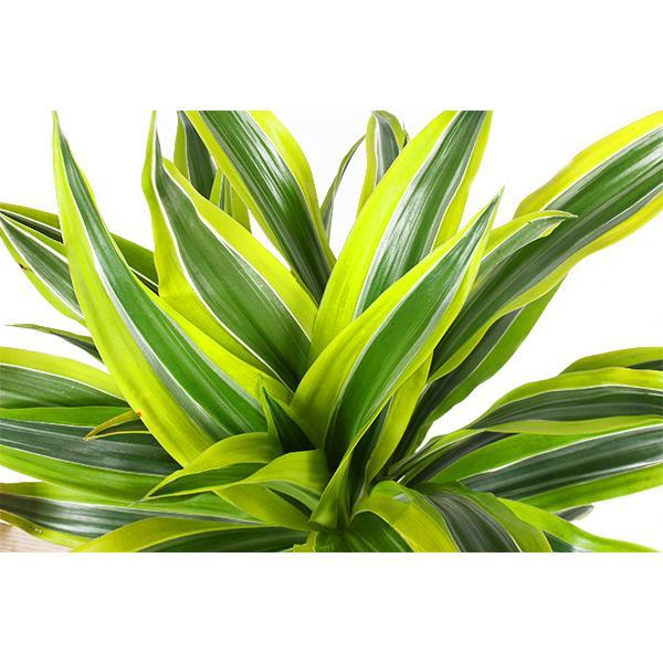 Dracaena Lemon Lime Ø21cm - ↕65cm i Albury BLACK print mand