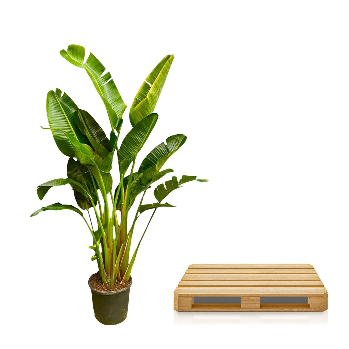 Strelitzia Augusta Multi Stam