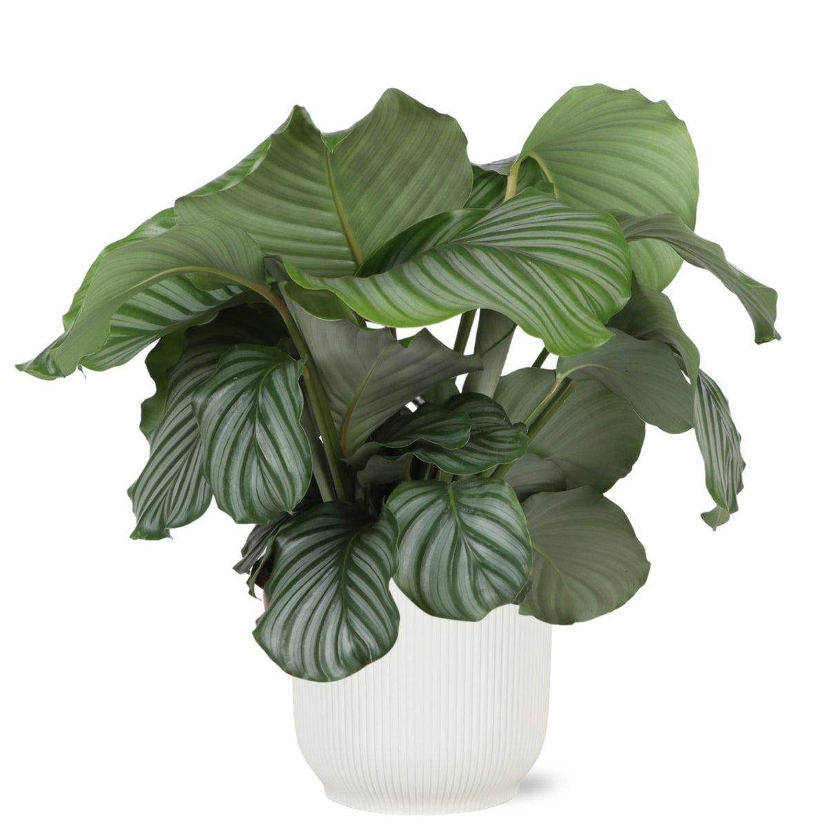 Calathea Orbifolia