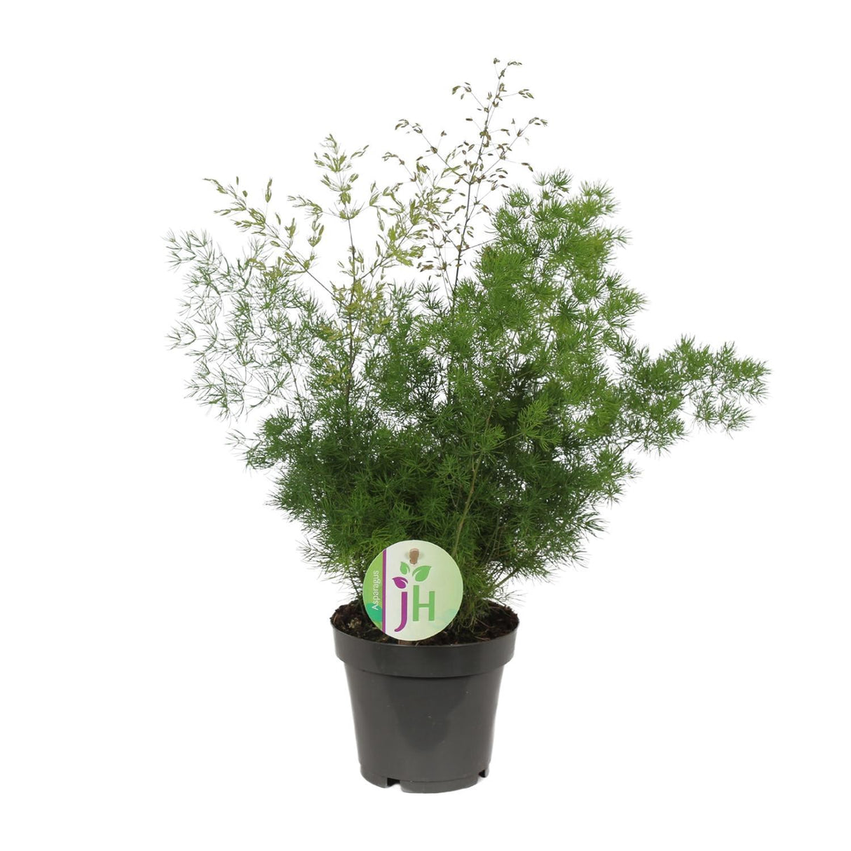 Asparges Myriocladus - Ø12cm - ↕35cm