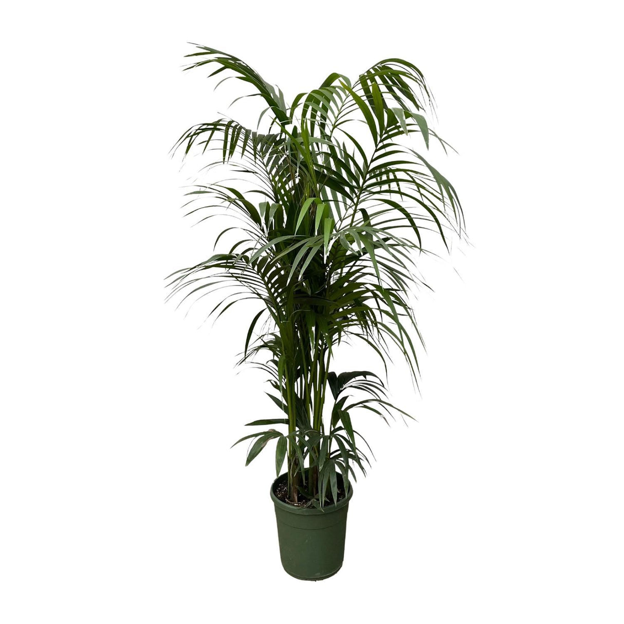Kentia palm