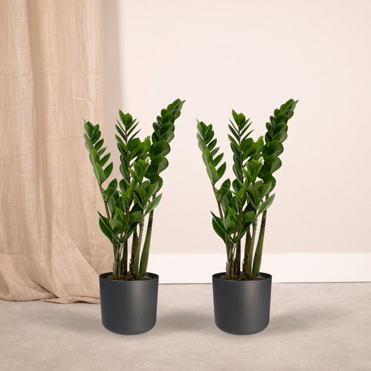 2x Zamioculcas Zamiifolia - Emerald palme - 50cm - ø14