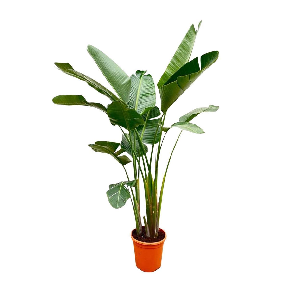 Strelitzia Augusta XXL