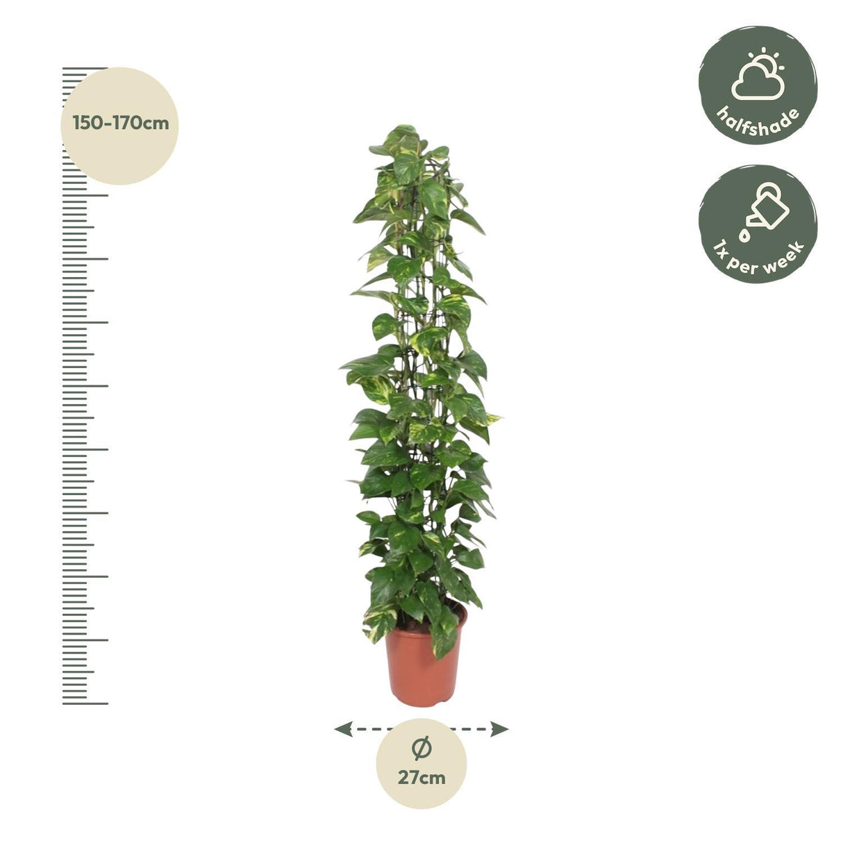 Epipremnum Aureum mesh rack